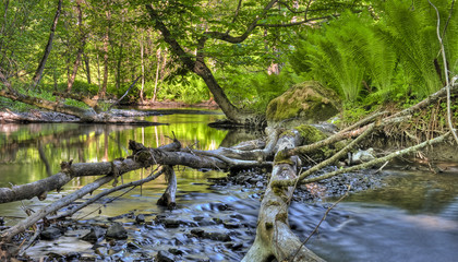 Forest stream