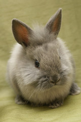 blue lionhead rabbit