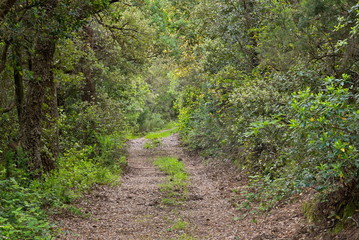 Chemin forestier en Provence