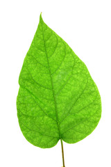 Green leaf of Lilac . Design Element