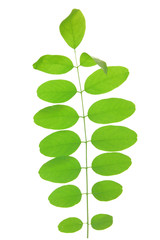 Green leaf of acacia . Design Element