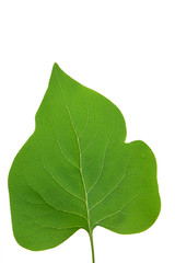 Green leaf of Lilac . Design Element