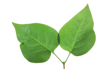 Green leaf of Lilac . Design Element