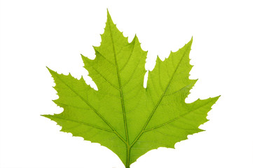Green leaf of maple . Design Element