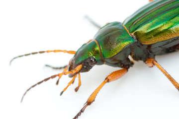Fototapeta premium Carabus auratus
