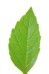 Green leaf of chestnut . Design Element