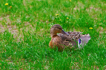 Brown Duck