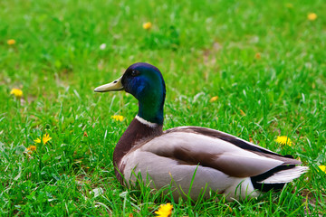 Drake On A Grass