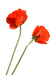 Naklejka premium Dwa maki