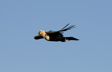 quebrantahuesos en vuelo