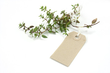 Herb Thyme and label tag
