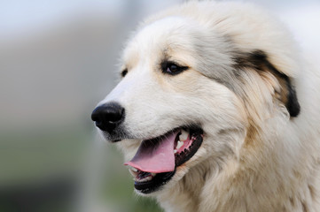 Weißer Herdenschutzhund