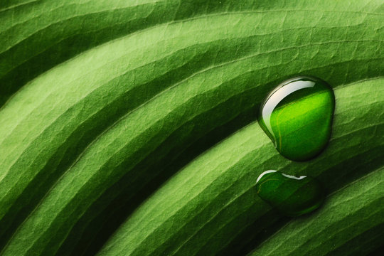 Water drops on leaf