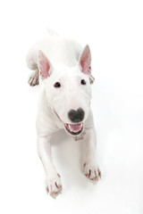 ミニチュアブルテリア