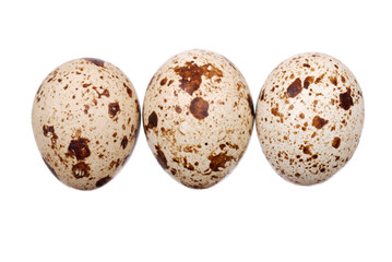 Photo of the quail egg