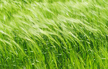 Getreidefeld im Frühjahr