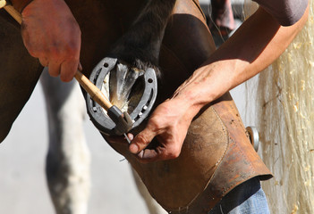 Farrier attaches horseshoe to the hoof - 23194341