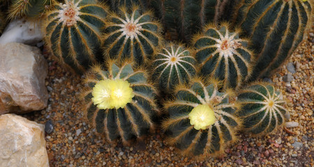 paradisio cactus