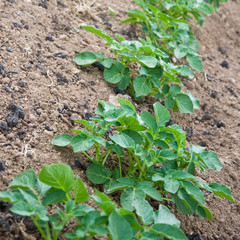 plants de pommes de terre