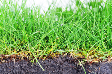 young grass
