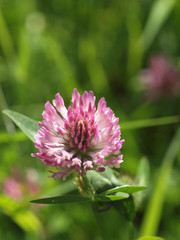 Fototapeta premium Kleeblüte