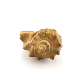 Sea shell