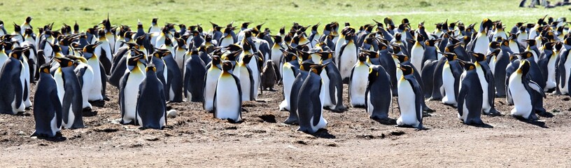 King Penguins at Volunteer Point