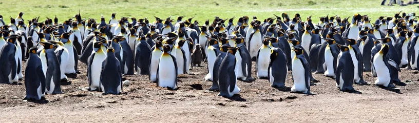 Foto op Aluminium King Penguins at Volunteer Point © Neale Cousland