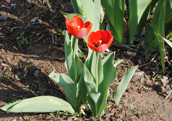 red  tolips