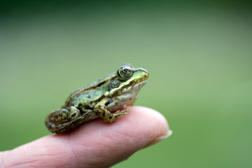 Frosch