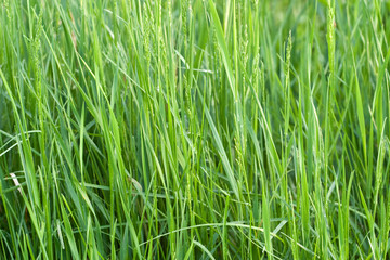 Obraz premium Green grass