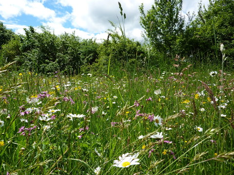 Fototapeta Blumenwiese