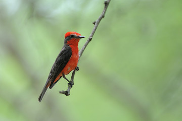 Vermilion Flycatcher Pyrocephalus Rubinos