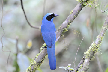 Turquoise Jay Cyanolyca Turcosa