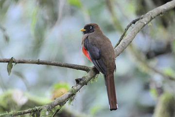 Masked Trogon Trogon Personatus