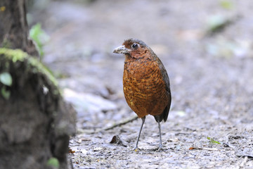 Giant Antpitta Grallaria Gigantea
