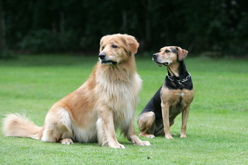 Hunde