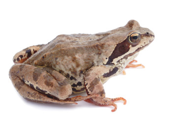 Frog on a white background