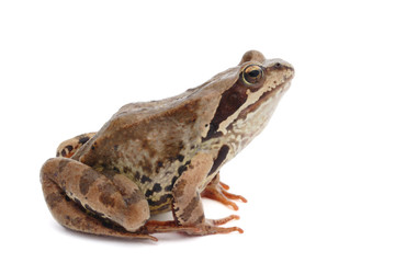 Frog on a white background