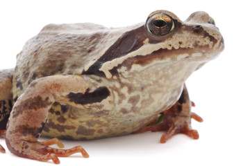 Frog on a white background