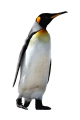 Poster King Penguins at Volunteer Point © Neale Cousland