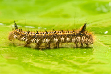 macro shot of caterpillar, crawling on a leaf