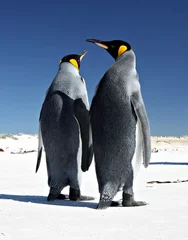 Fototapete Antarktis Königspinguine am Volunteer Point