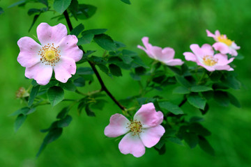 Fototapeta premium dog-rose