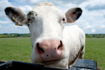 Cow Head Closeup