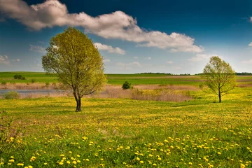 Fotobehang Two lonely trees on a yellow marsh meadow on a sunny day © seawhisper