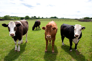 Four Cows in a Green Field
