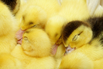 Group of yellow and black ducklings sleeping