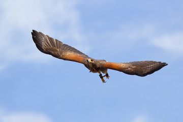 Wüstenbussard im Flug