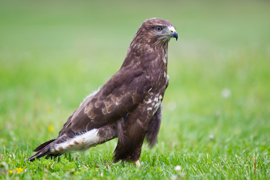 M&auml;usebussard